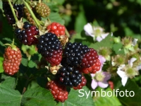 Brombeere 'Navaho'(S) - Rubus fruticosus 'Navaho'(S) - 3 L-Container, Liefergre 40/60 cm, gestbt