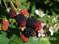 Zucker-Brombeere 'Asterina' - Rubus fruticosus 'Asterina' - 3 L-Container, gestbt 40/60 cm