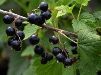 Schwarze Ribisel/Johannisbeere 'Silvergieters Schwarze' - Ribes nigrum 'Silvergieters Schwarze' - 5 L-Container, Liefergre 80/100 cm