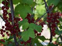 Rote Ribisel/Johannisbeere 'Red Lake' - Ribes rubrum 'Red Lake' - 5 L-Container, Liefergre 40/60 cm