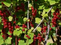 Rote Ribisel/Johannisbeere 'Roodeneus'(S) - Ribes rubrum 'Roodneus'(S) - 5 L-Container, Liefergre 60/80 cm