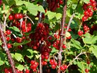 Rote Ribisel/Johannisbeere 'Stanza' - Ribes rubrum 'Stanza' - 5 L-Container, Liefergre 60/80 cm