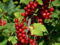 Rote Ribisel/Johannisbeere 'Redpoll' - Ribes rubrum 'Redpoll' - 7,5 L-Container, Liefergr��e 60/80 cm