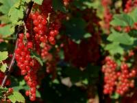 Rote Ribisel/Johannisbeere 'Augustus' - Ribes rubrum 'Augustus' - 5 L-Container, Liefergre 40/60 cm