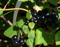 Schwarze Ribisel/Johannisbeere 'Bona' - Ribes nigrum 'Bona' - 5 L-Container, Liefergre 60/80 cm