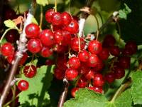 Rote Ribisel/Johannisbeere 'Rondom' - Ribes rubrum 'Rondom' - 5 L-Container, Liefergre 60/80 cm