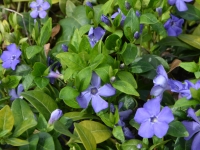 Kleinblttriges Immergrn 'Bowles Variety' - Vinca minor 'Bowles Variety' - 0,5 L-Container