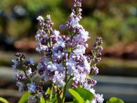 Edelflieder 'Michel Buchner' - Syringa vulgaris 'Michel Buchner' - 3 L-Container, Liefergre 40/60 cm