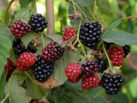 Brombeere 'Black Satin' - Rubus fruticosus 'Black Satin' - 3 L-Container, Liefergröße 40/60 cm, gestäbt