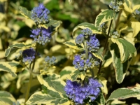 Bartblume 'White Surprise'(S) - Caryopteris clandonensis 'White Surprise'(S) - 7,5 L-Container