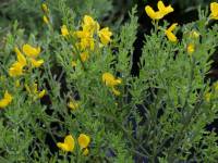 Duftender Kriechginster - Cytisus beanii - 3 L-Container, Liefergre 20/30 cm