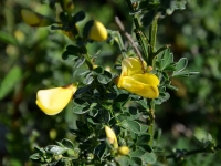 Edelginster 'Luna' - Cytisus scoparius 'Luna' - 3 L-Container, Liefergre 60/80 cm