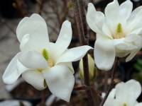 Yulan-Magnolie 'Double Diamont' - Magnolia denudata 'Double Diamont' - 3 L-Container, Liefergre 100/125 cm