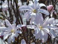 Groe Sternmagnolie 'Leonard Messel' - Magnolia loebneri 'Leonard Messel' - 3 L-Container, Liefergre 80/100 cm