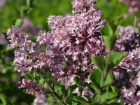 Zwergflieder 'Palibin' - Syringa meyeri 'Palibin' - 3 L-Container, Liefergre 40/60 cm