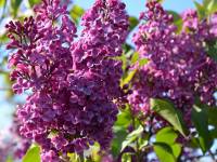 Edelflieder 'Andenken an Ludwig Spth' - Syringa vulgaris 'Andenken an Ludwig Spth' - 3 L-Container, Liefergre 40/60 cm