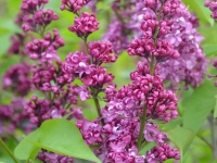 Edelflieder 'Charles Joly' - Syringa vulgaris 'Charles Joly' - 3 L-Container, Liefergre 60/80 cm