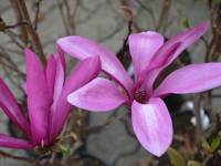 Purpurmagnolie 'Susan' - Magnolia liliflora 'Susan' - 3 L-Container, Liefergre 60/80 cm