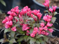 Dunkelrotlaubige Zwergweigelie 'Minor Black' - Weigela florida 'Minor Black' - 3 L-Container, Liefergre 40/60 cm