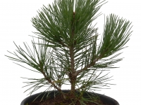 Schlangenhautkiefer - Pinus heldreichii var. leucodermis - 4 L-Container, Liefergre 30/40 cm