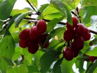 Kornelkirsche/Dirndlstrauch 'Jolico' - Cornus mas 'Jolico' - 5 L-Container, Liefergre 60/80 cm