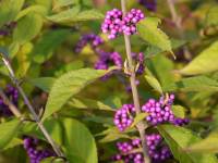 Schnfrucht/Liebesperlenstrauch 'Profusion' - Callicarpa bodinieri 'Profusion' - 7,5-10 L-Container, Liefergre 60/80 cm