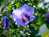 Hibiskus 'Blue Bird' - Hibiscus syriacus 'Blue Bird' - 3 L-Container, Liefergre 30/40 cm