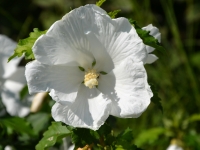 Hibiskus 'Diana' - Hibiscus syriacus 'Diana' - 3 L-Container, Liefergre 40/60 cm