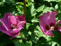 Hibiskus 'Pink Giant' - Hibiscus syriacus 'Pink Giant' - 3 L-Container, Liefergre 80/100 cm