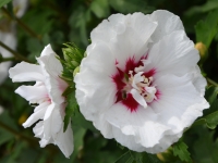 Hibiskus 'Speciosus' - Hibiscus syriacus 'Speciosus'- 3 L-Container, Liefergre 80/100 cm