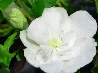 Hibiskus 'White Chiffon' - Hibiscus syriacus 'White Chiffon' - 3 L-Container, Liefergre 60/80 cm