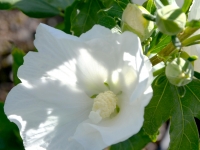 Hibiskus 'William R. Smith' - Hibiscus syriacus 'William R. Smith' - 3 L-Container, Liefergre 40/60 cm