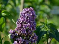 Zweifarbiger Edelflieder 'Sensation' - Syringa vulgaris 'Sensation' - 3 L-Container, Liefergre 40/60 cm