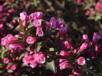 Zwergweigelie 'Victoria' - Weigela florida 'Victoria' - 7,5 L-Container, Liefergre 60/80 cm