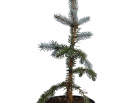 Silberfichte 'Hoopsii' - Picea pungens 'Hoopsii' - 4 L-Container, Liefergre 60/80 cm