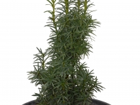 Gelbe Suleneibe 'Germer's Gold' - Taxus baccata 'Germer's Gold' - 3 L-Container, Liefergre 60/80 cm