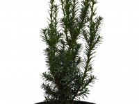 Bechereibe 'Hicksii' - Taxus media 'Hicksii' - 3 L-Container, Liefergre 80/100 cm