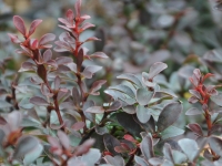 Kleine Blutberberitze 'Atropurpurea Nana' - Berberis thunbergii 'Atropurpurea Nana' - 2 L-Container, Liefergre 20/30 cm