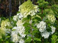 Rispenhortensie 'Polar Bear'(S) - Hydrangea paniculata 'Polar Bear'(S) - 3 L-Container, Liefergre 40/60 cm