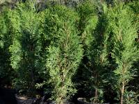 Lebensbaum 'Dark Embers' - Thuja occidentalis 'Dark Embers'(S) - 3 L- Container, Liefergre 40/60 cm