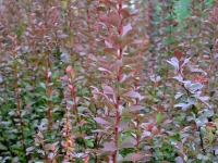 Rote Sulen-Berberitze 'Red Pillar' - Berberis thunbergii 'Red Pillar' - 7,5 L-Container, Liefergre 60/80 cm