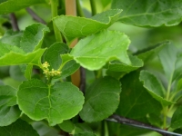 Chinesischer Baumwrger - Celastrus orbiculatus - 2,5 L-Container, Liefergre 100/120 cm, gestbt