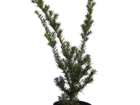 Japanische Straucheibe 'Farmen' - Taxus media 'Farmen' - 3 L-Container, Liefergre 40/50 cm