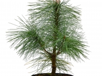 Trnenkiefer - Pinus wallichichiana - 3 L-Container, Liefergre 60/80 cm