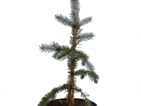 Silberfichte 'Hoopsii' - Picea pungens 'Hoopsii' - 4 L-Container, Liefergre 80/100 cm