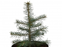 Colorado-Tanne - Abies concolor - 7,5 L-Container, Liefergre 40/60 cm