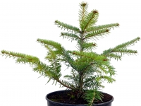 Nordmanns-Tanne - Abies nordmanniana - 5 L-Container, Liefergre 30/40 cm