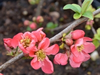 Zierquitte 'Pink Lady' - Chaenomeles japonica 'Pink Lady' - 3 L-Container, Liefergre 40/60 cm
