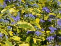 Bartblume 'Summer Sorbet' - Caryopteris clandonensis 'Summer Sorbet' - 7,5 L-Container