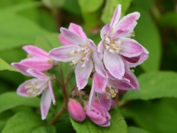 Sternchenstrauch 'Tourbillon Rouge' - Deutzia magnifica 'Tourbillon Rouge' - 7,5 L-Container, Liefergre 100/150 cm